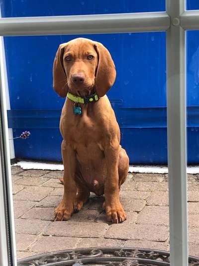 Welpen Bilder !-Beitrag-Bild