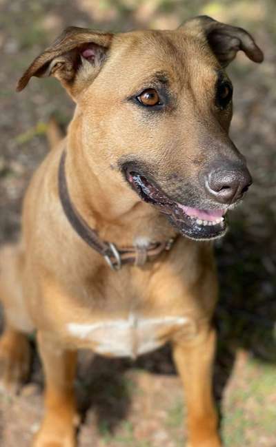 TierschutzhundeStammtisch🐕-Beitrag-Bild