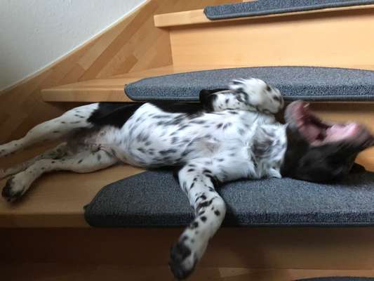 Welpen Bilder !-Beitrag-Bild