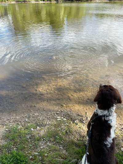 Hundetreffen-Ehningen-Bild