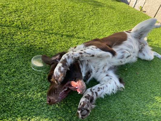 Welpen Bilder !-Beitrag-Bild