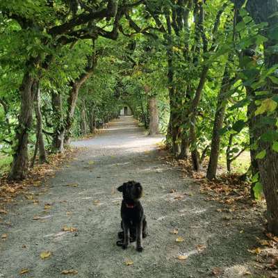 Hundetreffen-Hundetreffen-Bild