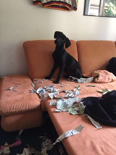 Foto-Challenge: Der unschuldige Hund:"Ich war's nicht!"-Beitrag-Bild