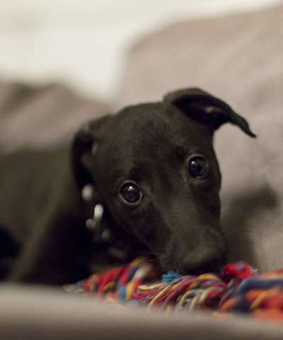 Welpen Bilder !-Beitrag-Bild