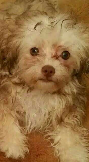 Welpen Bilder !-Beitrag-Bild