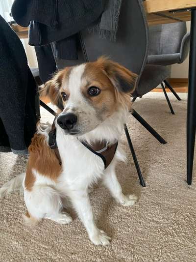 Kromfohrländer-Beitrag-Bild