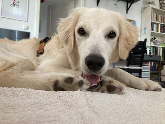 Dogorama Photo Challenge - Einmal lächeln bitte-Beitrag-Bild