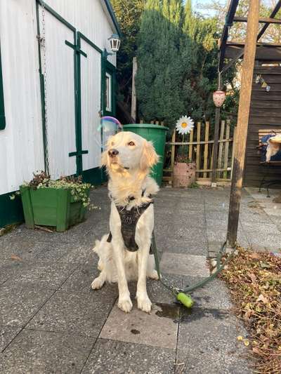 Wo sind die Golden Retriever Liebhaber?-Beitrag-Bild