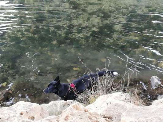 Kleidung für Hunde-Beitrag-Bild