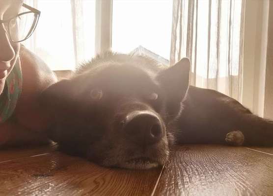 Foto's und Hundemodels-Beitrag-Bild