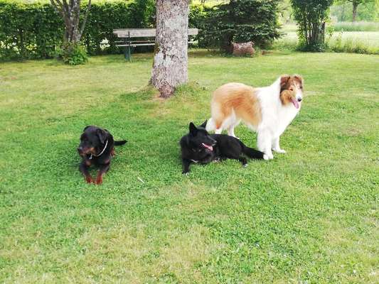 Zeigt mal die schönsten Bilder von euren Hunden !-Beitrag-Bild