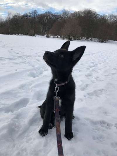 Dein Hund im Dogorama-Kalender 2021-Beitrag-Bild