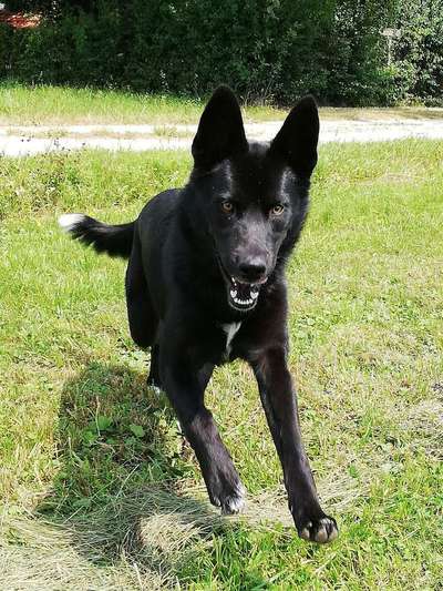 Foto's und Hundemodels-Beitrag-Bild