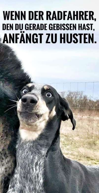 Hunde Memes-Beitrag-Bild