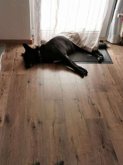 Wo seid ihr gerade mit euren Hunden?-Beitrag-Bild