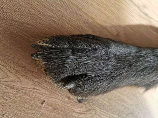 Krallen Schneiden-Beitrag-Bild