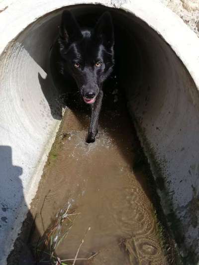 Dein Hund im Dogorama-Kalender 2021-Beitrag-Bild