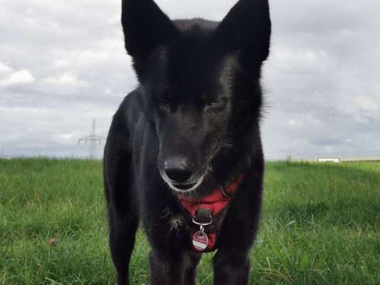 Foto's und Hundemodels-Beitrag-Bild