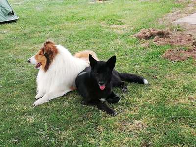 Bester Freund, Hundekumpel - zeigt her!-Beitrag-Bild