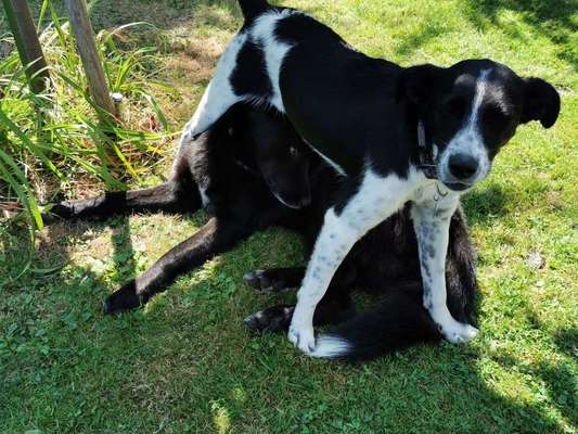 Dein Hund im Dogorama-Kalender 2021-Beitrag-Bild