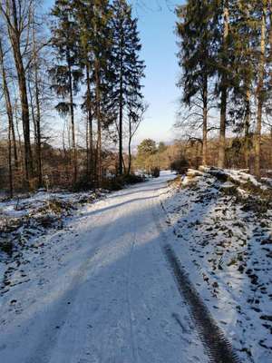 Hundeauslaufgebiet-Schlater Wald-Bild