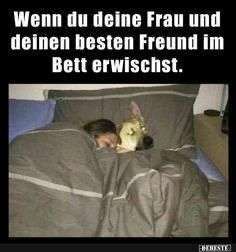 Hunde Memes-Beitrag-Bild