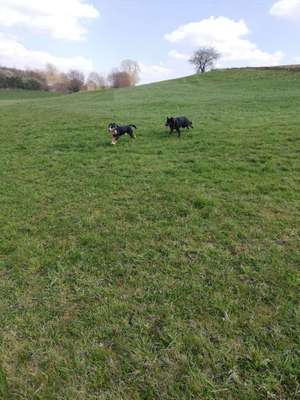 Bester Freund, Hundekumpel - zeigt her!-Beitrag-Bild