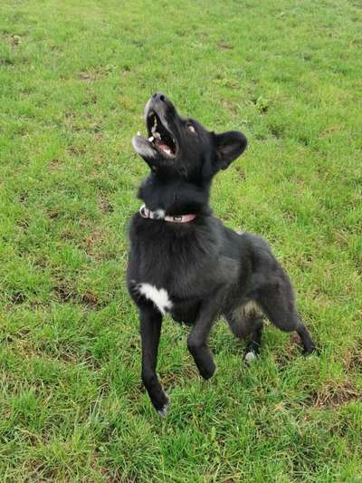 Foto's und Hundemodels-Beitrag-Bild