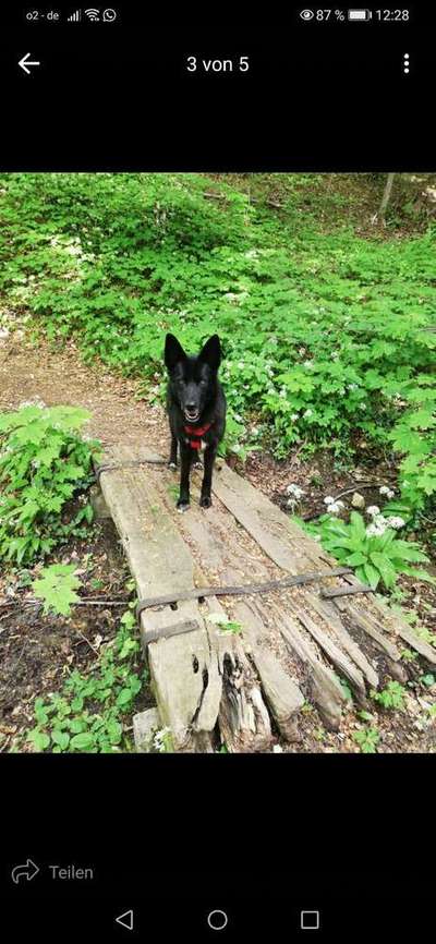 Dein Hund im Dogorama-Kalender 2021-Beitrag-Bild