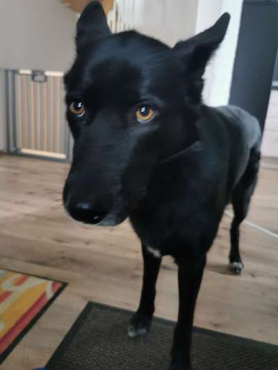 Der berühmte hundeblick-Beitrag-Bild