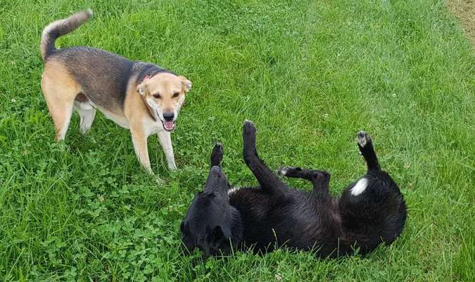 Challenge: Rate den Charakter und die Rudelposition eines Hundes-Beitrag-Bild