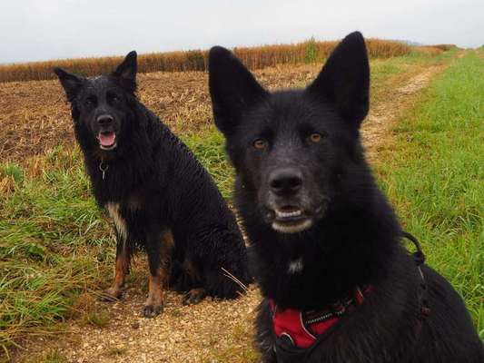 Dein Hund im Dogorama-Kalender 2021-Beitrag-Bild