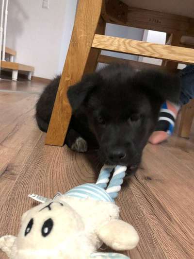 Welpen Bilder !-Beitrag-Bild