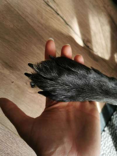 Krallen Schneiden-Beitrag-Bild