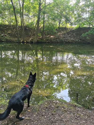 Dein Hund im Dogorama-Kalender 2021-Beitrag-Bild