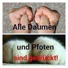 Hund vom Veterinäramt weggenommen-Beitrag-Bild