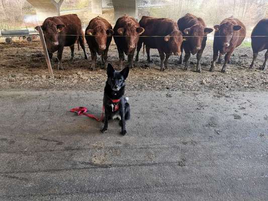 Hund bellt Fahrradfahrer an und will Autos hinter her-Beitrag-Bild