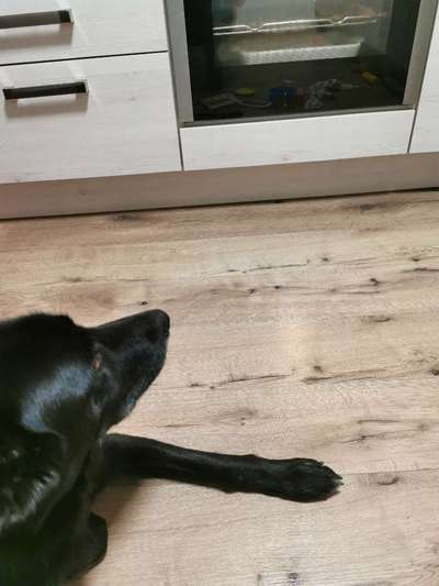 Heute gibt es.....der "ich mach die Leckerlis-Selber-Thread"-Beitrag-Bild