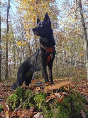 Foto's und Hundemodels-Beitrag-Bild