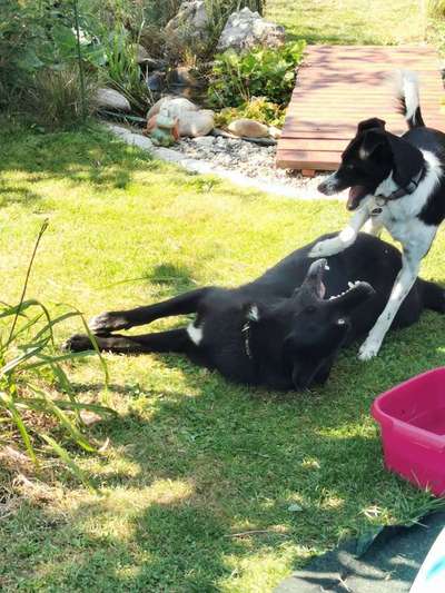 Bester Freund, Hundekumpel - zeigt her!-Beitrag-Bild