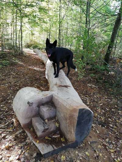 Dein Hund im Dogorama-Kalender 2021-Beitrag-Bild