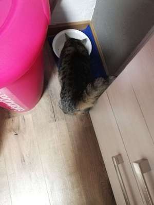 Hundegeschwister der anderen Art-Beitrag-Bild