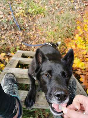 Foto's und Hundemodels-Beitrag-Bild