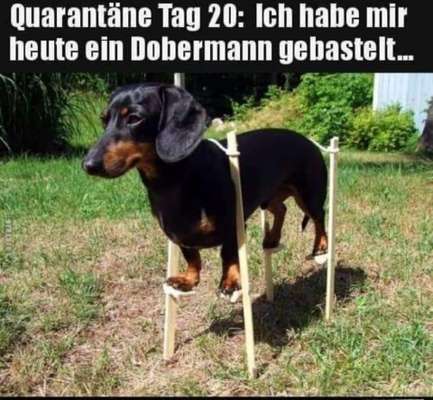 Hunde Memes-Beitrag-Bild