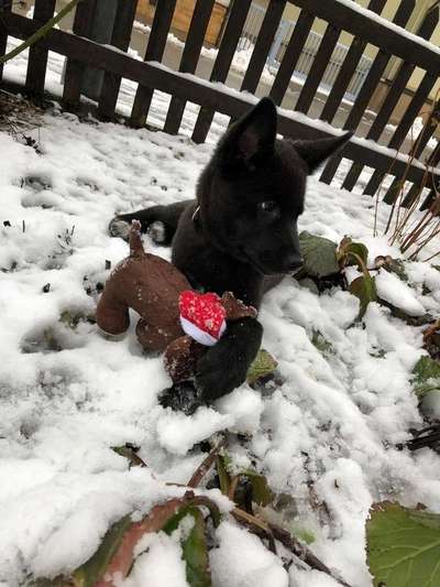 Foto's und Hundemodels-Beitrag-Bild