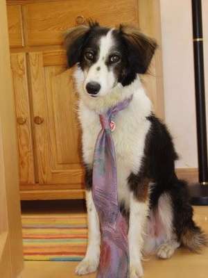 Foto's und Hundemodels-Beitrag-Bild