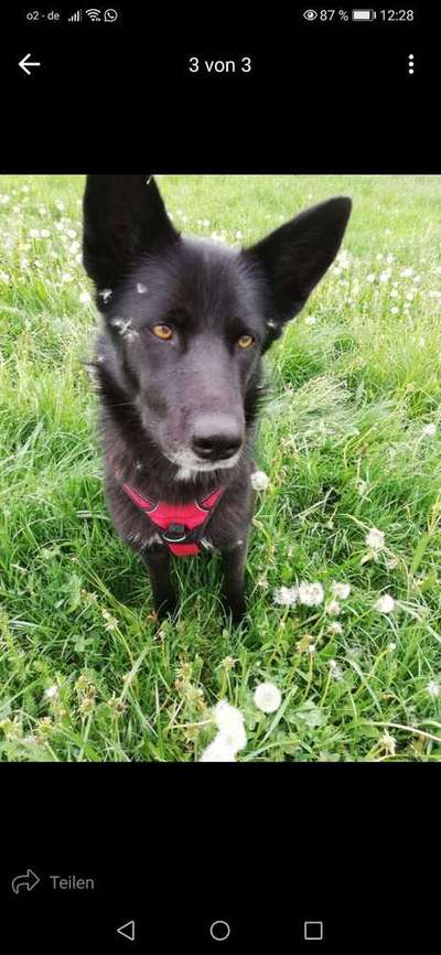 Dein Hund im Dogorama-Kalender 2021-Beitrag-Bild