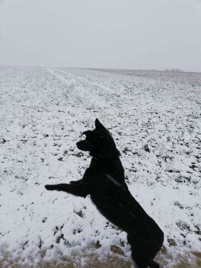 Dein Hund im Dogorama-Kalender 2021-Beitrag-Bild