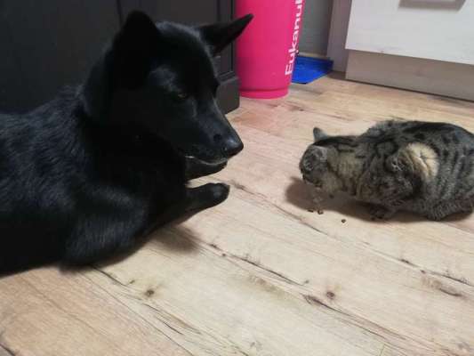 Hund und Katz Momente-Beitrag-Bild