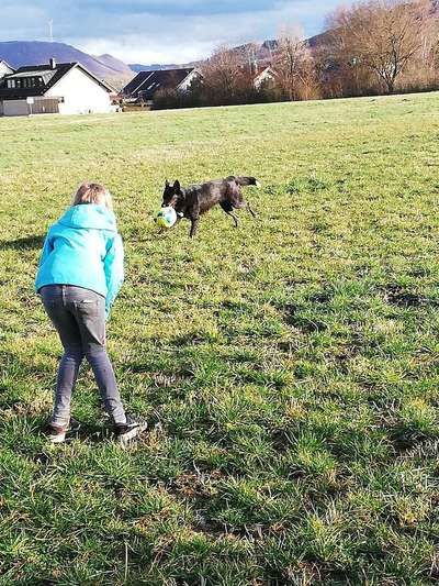 Hund aufgeregt/gestresst wenn das große Kind mitläuft-Beitrag-Bild